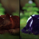 An orange cat lays next to a purple cat in Stray.